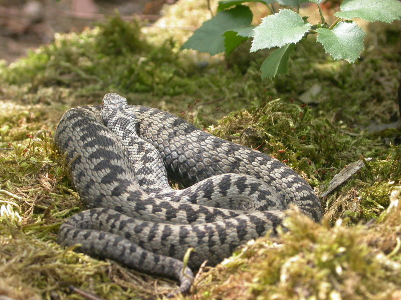 File:Serpentes.kígyók.jpg - Wikipedia